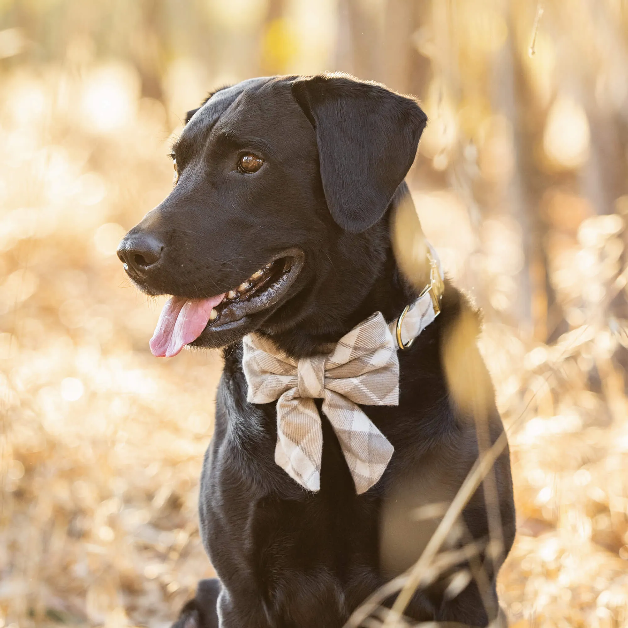 Andover Plaid Flannel Lady Bow Collar