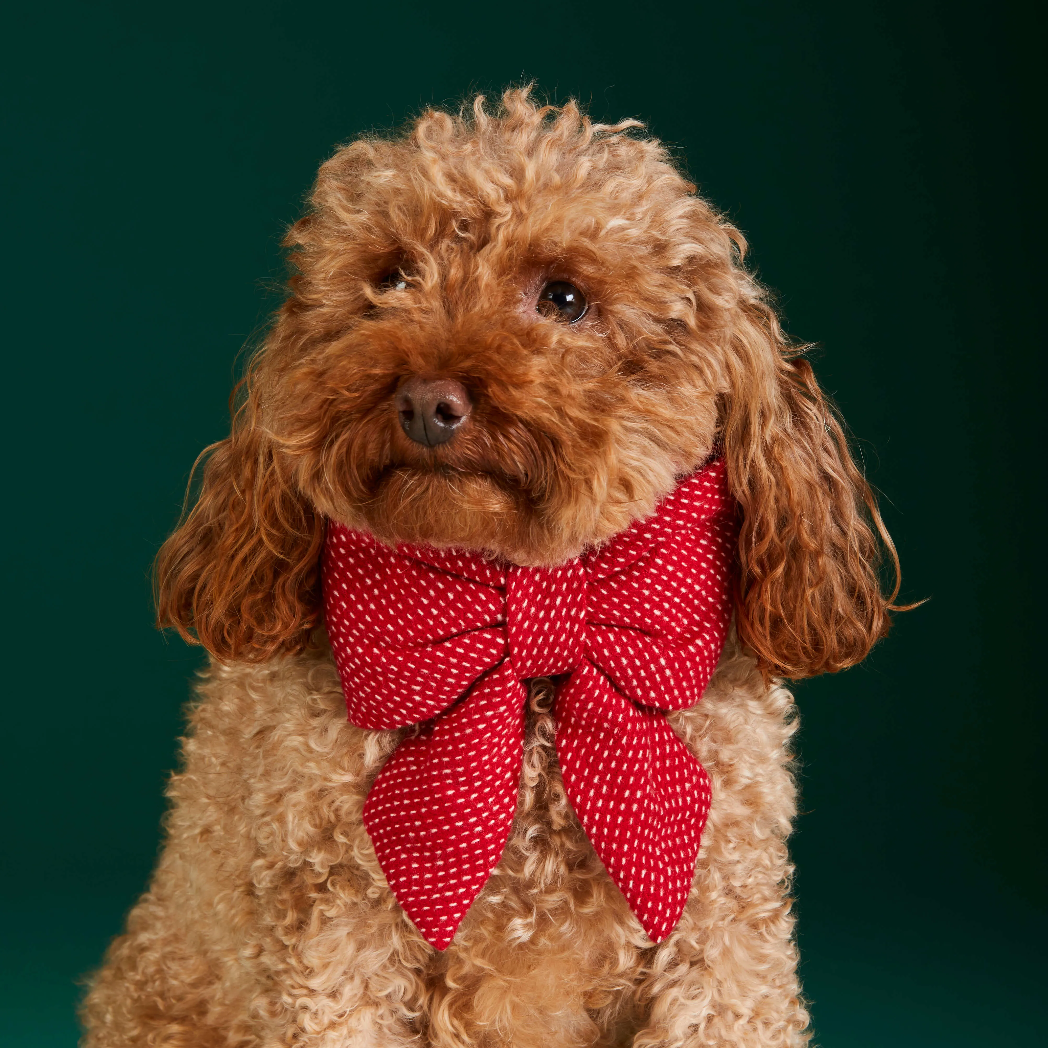 Berry Stitch Flannel Lady Bow Collar