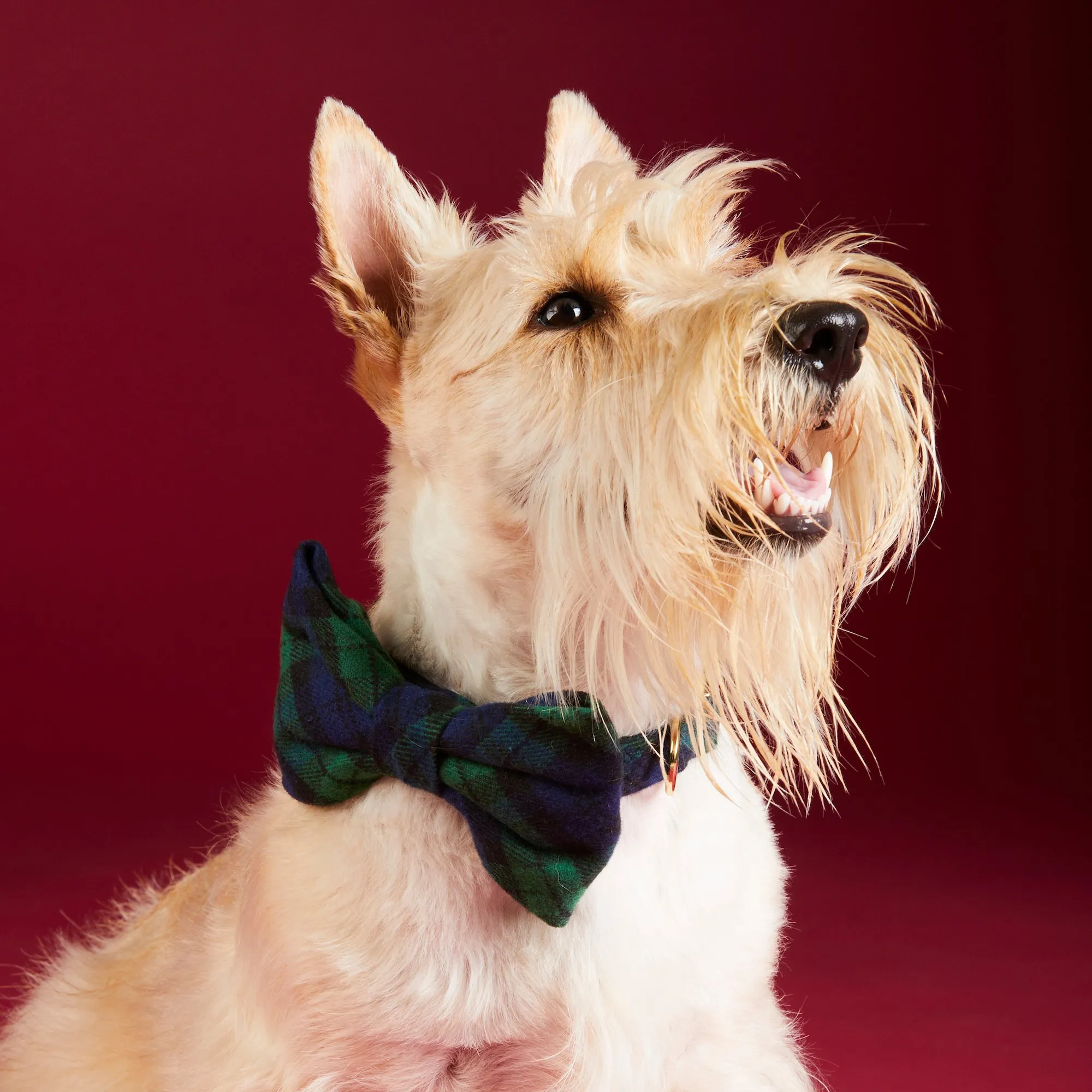 Black Watch Plaid Flannel Dog Bow Tie