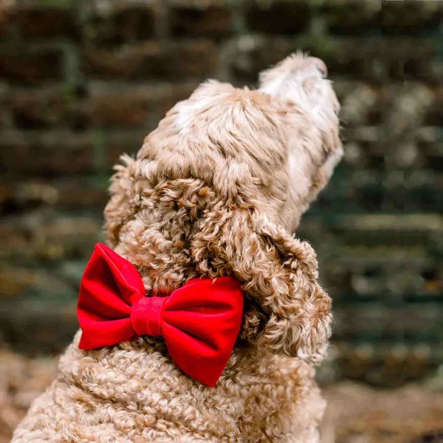 Dog and Cat Bowtie: Cranberry Velvet