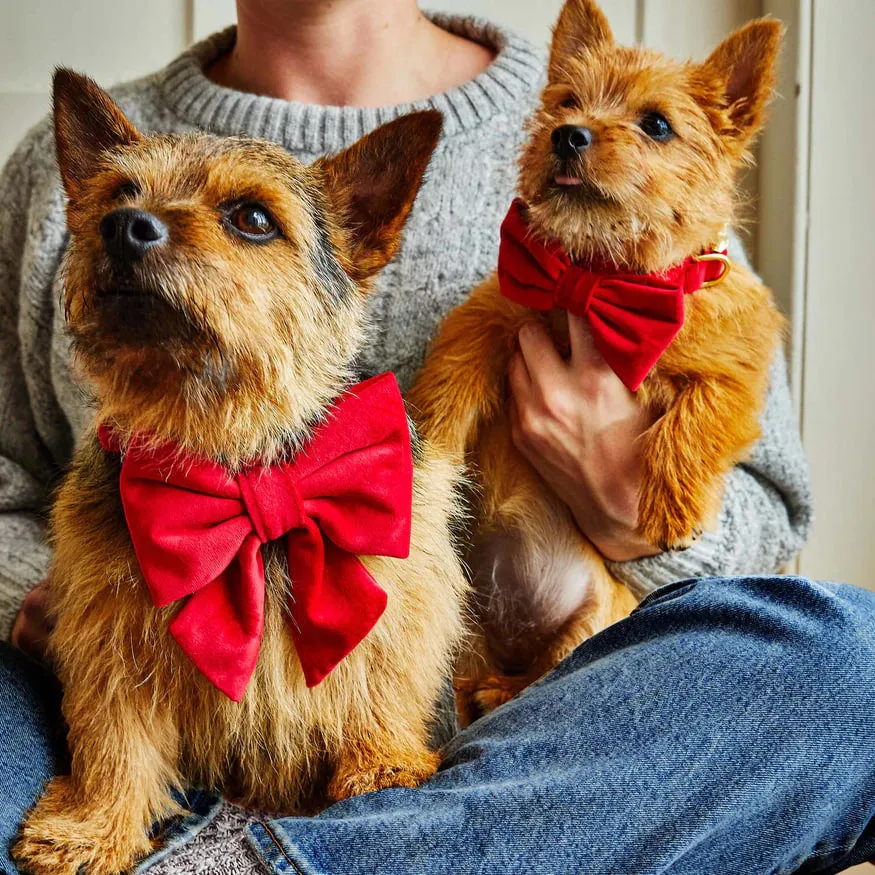 Dog and Cat Bowtie: Cranberry Velvet