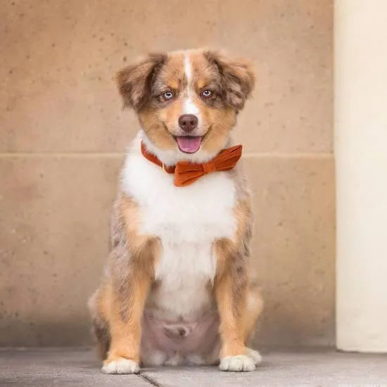 Foggy Dog Pumpkin Velvet Dog Bow Tie