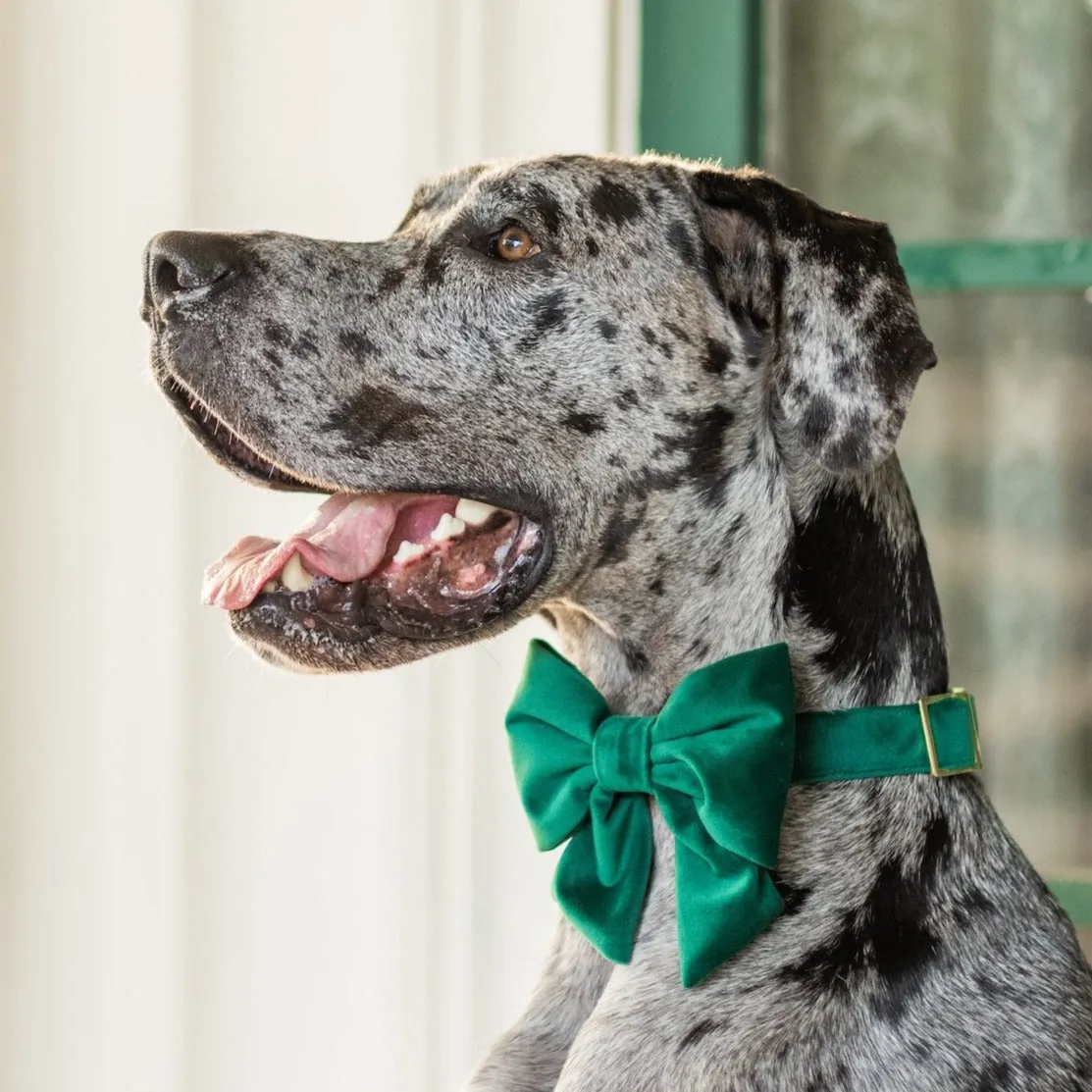 Forest Green Velvet Lady Dog Bow