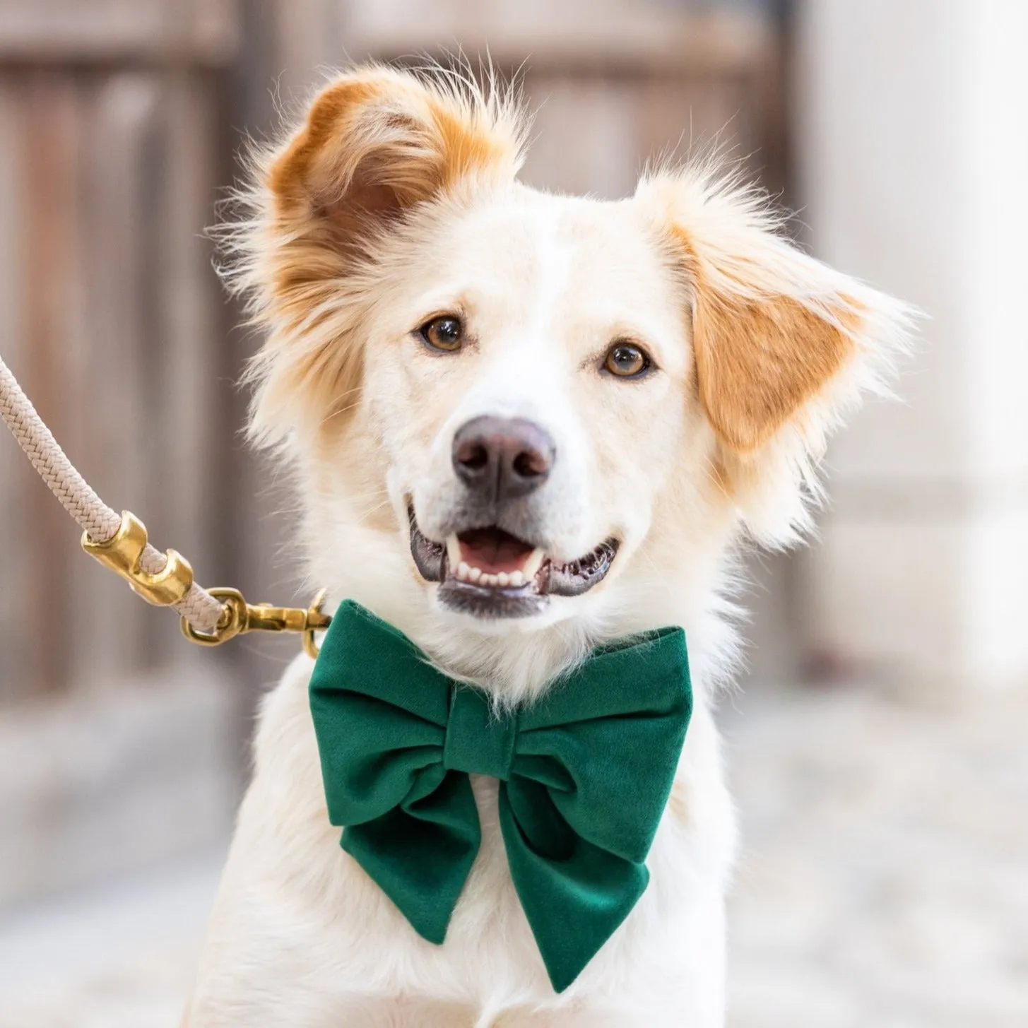 Forest Green Velvet Lady Dog Bow