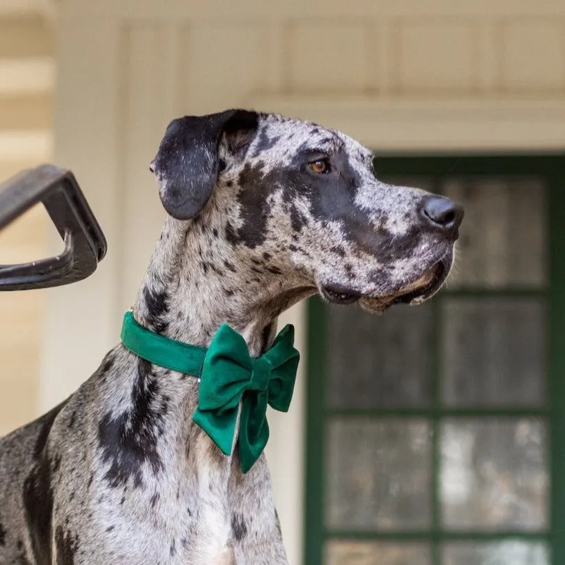 Forest Green Velvet Lady Dog Bow