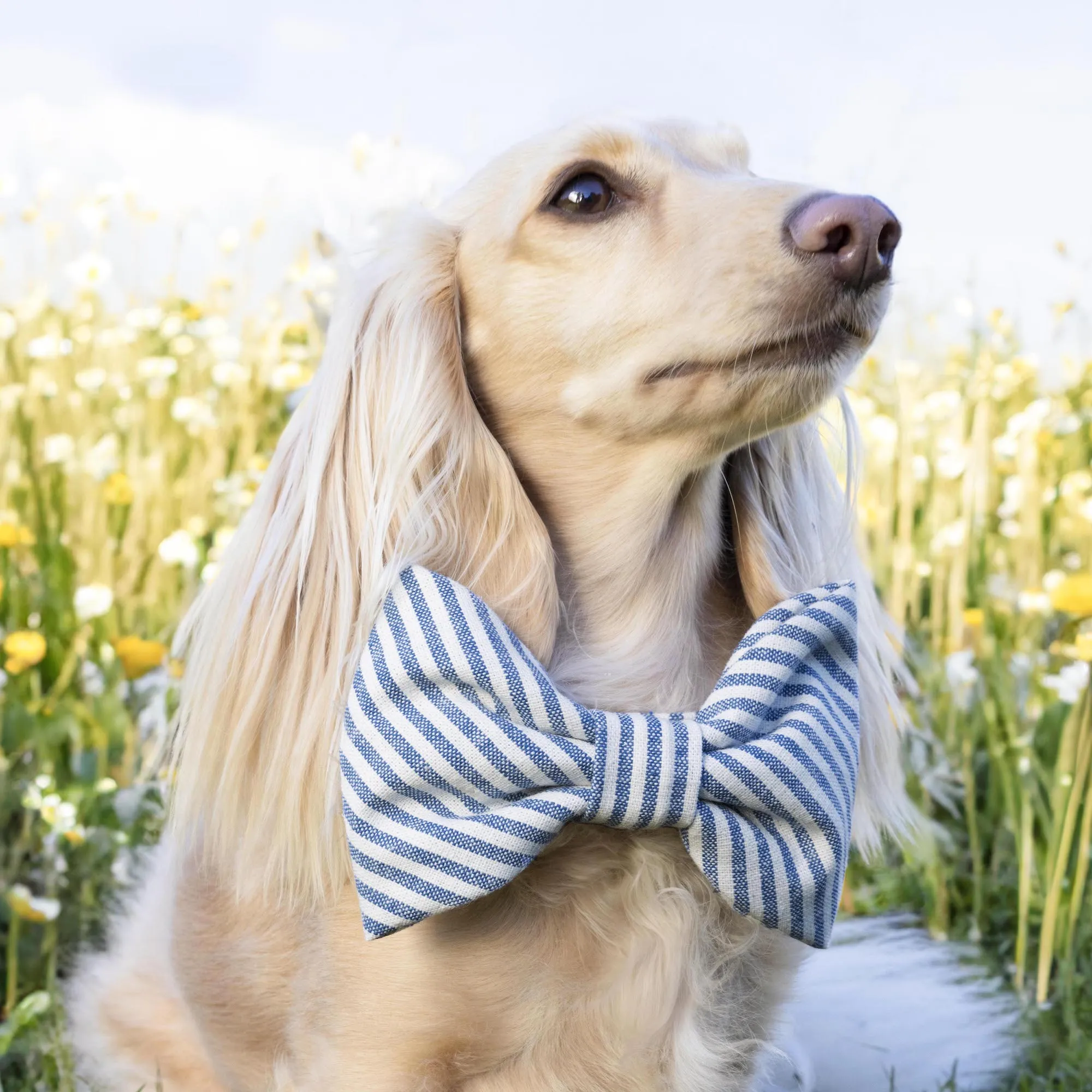 Lake Blue Stripe Bow Tie Collar