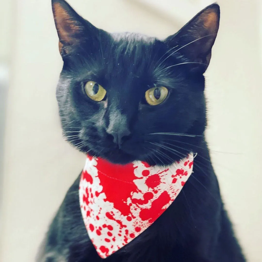 Pet Bandana - "Dexter" - Blood Spatter Bandana for Cat   Small Dog / Halloween, Horror Fan / Slide-on Bandana / Over-the-Collar (One Size)