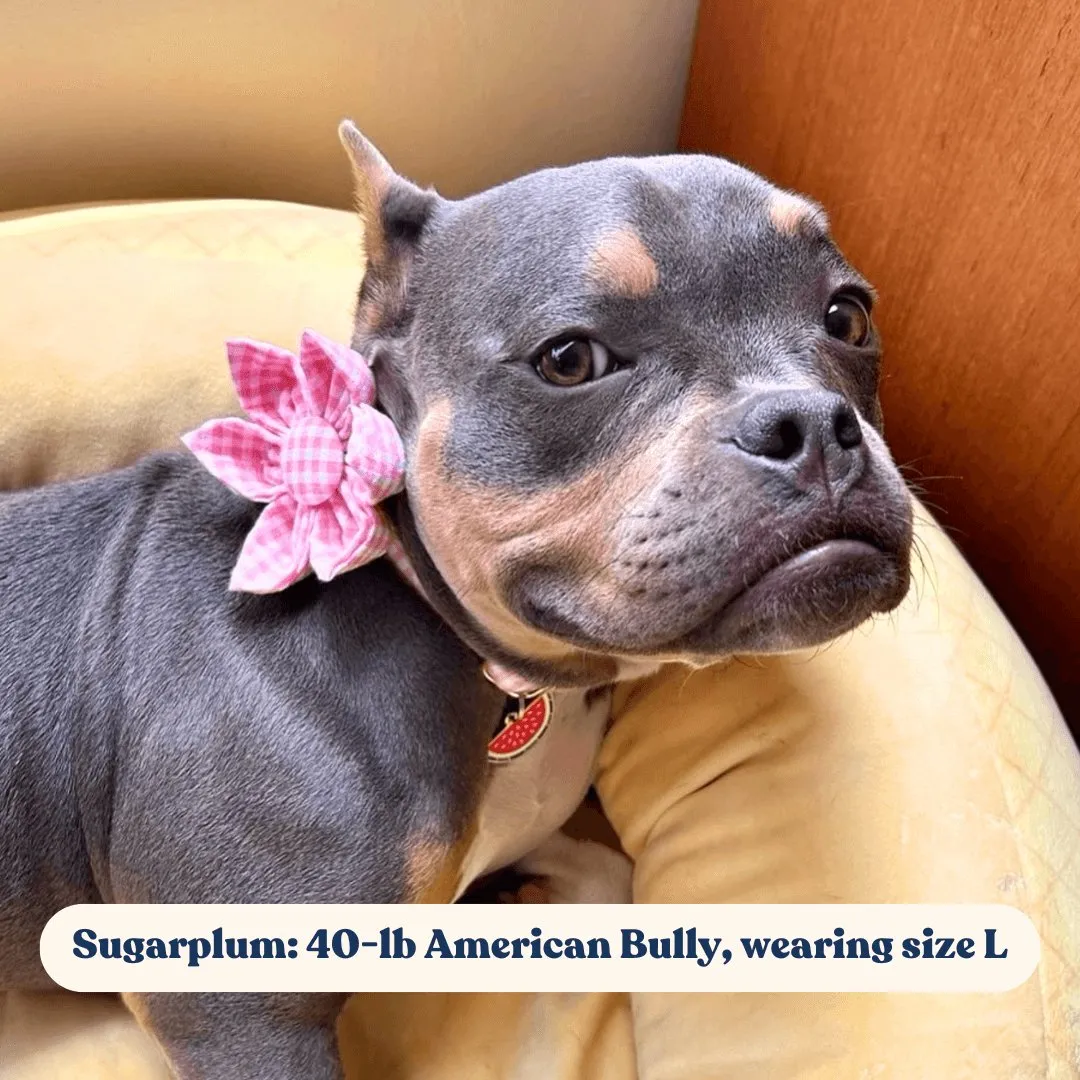 Pink Gingham Flower Unbreakable Collar™ & Leash Set