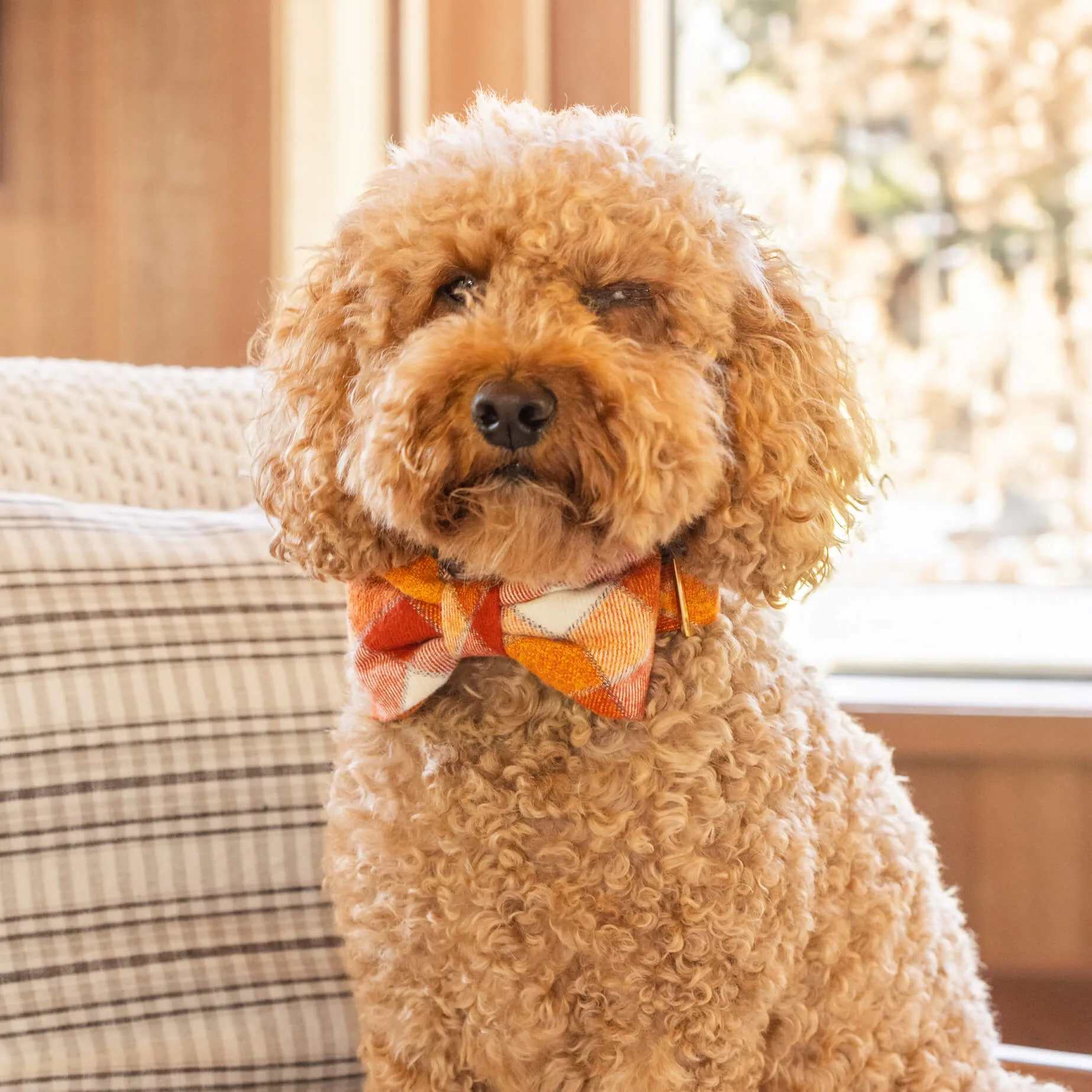 Pumpkin Spice Plaid Flannel Bow Tie Collar