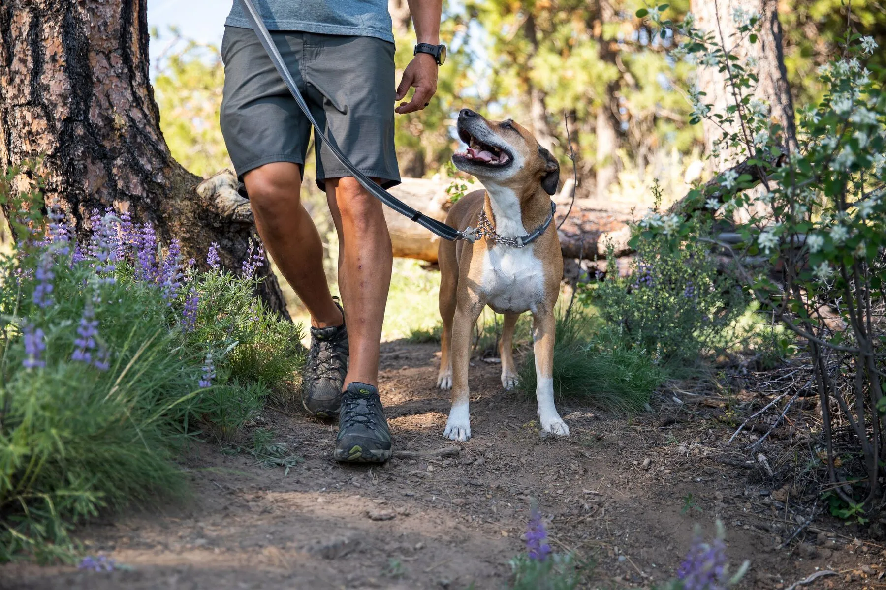 Ruffwear Chain Reaction™ Reflective Martingale Dog Collar (Sunset)