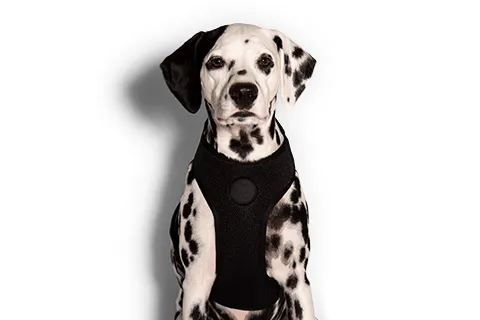 Zee.Dog Air Mesh Dog Harness (Gotham)